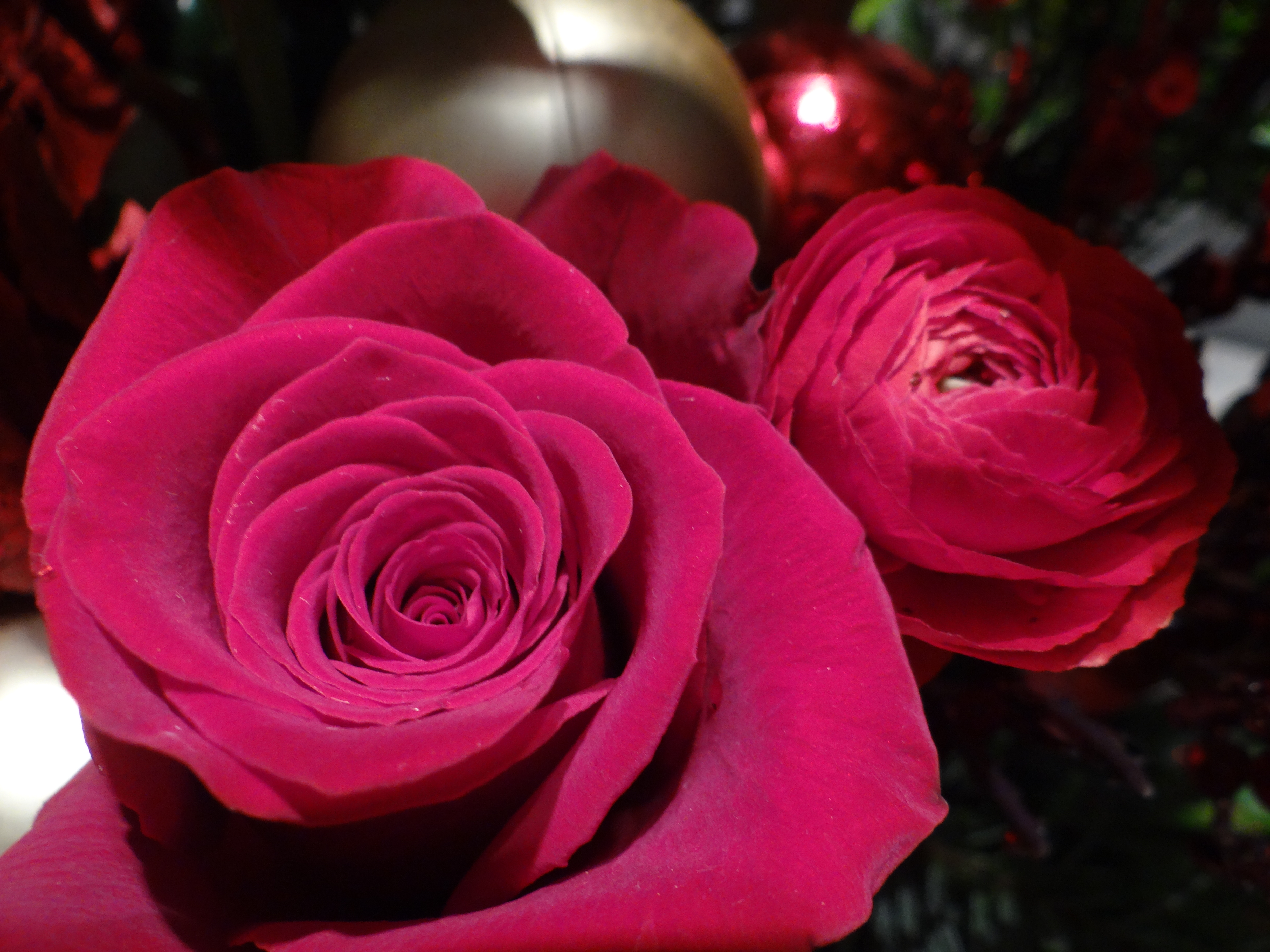 acquaverde-fleurs rose.JPG