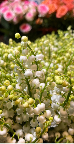 muguet brins1-acquaverde-fleurs