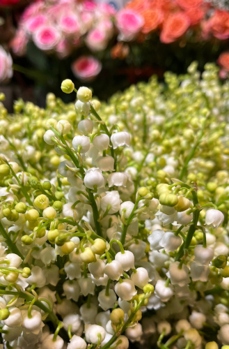 muguet brins1-acquaverde-fleurs