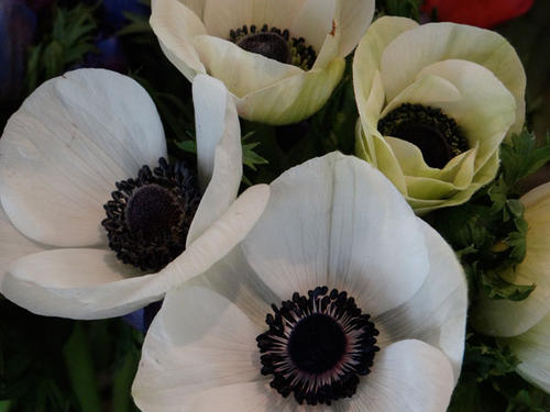 ANEMONES-BLANCHES