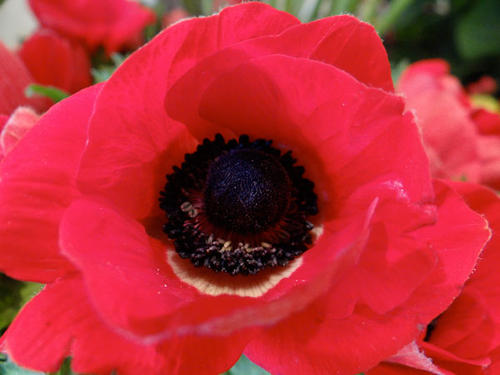 ANEMONES-ROUGE