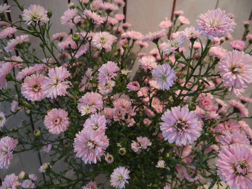 ASTER-ROSE