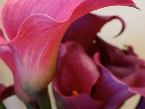 CALLA-ROSE-1