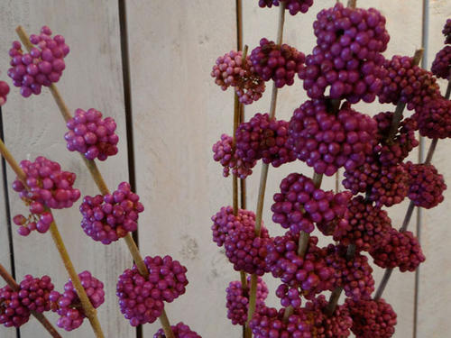 CALLICARPA