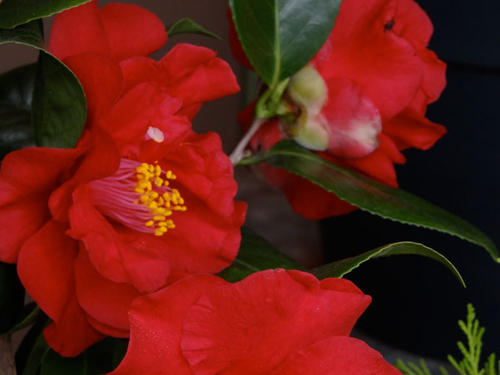 CAMELIA