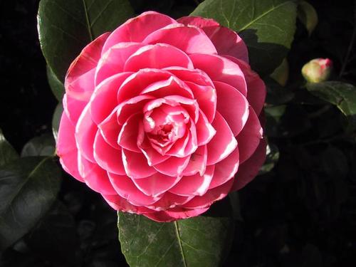 CAMELLIA EN ECAILLE