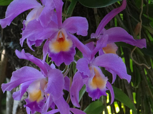 CATTLEYA-MAUVE