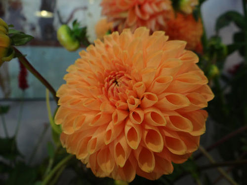 DAHLIA-POMPOM