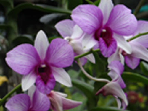 DENDROBIUM VIOLET