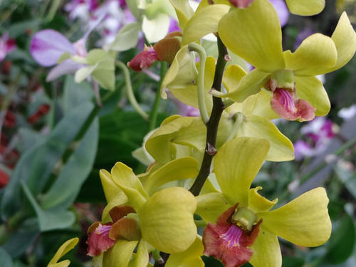 DENDROBIUM-VERT