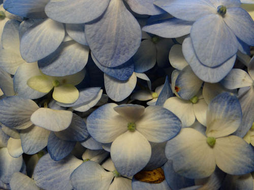 HORTENSIA-BLEU