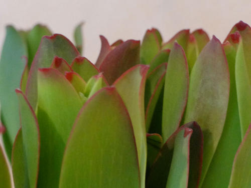 LEUCADENDRON