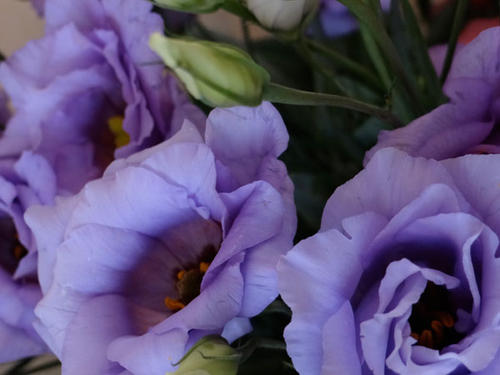 LYSIANTHUS-MAUVE