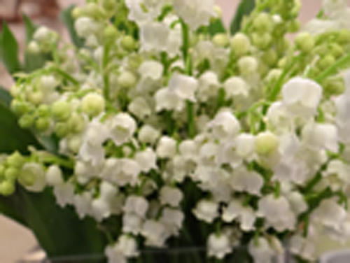 MUGUET