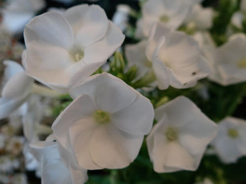 PHLOX-BLANC