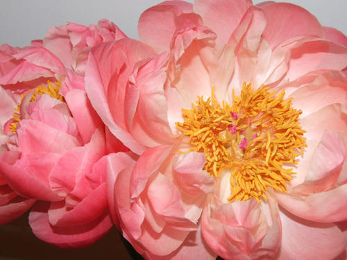 pivoine coral-acquaverde-fleurs.jpg