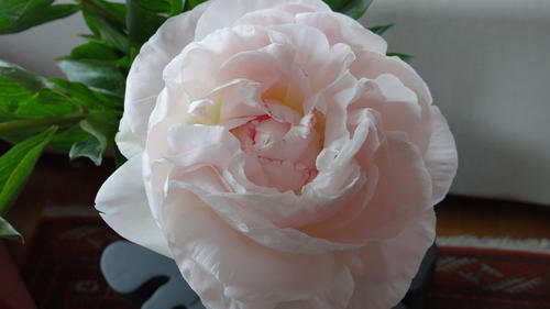 PIVOINE GARDENIA